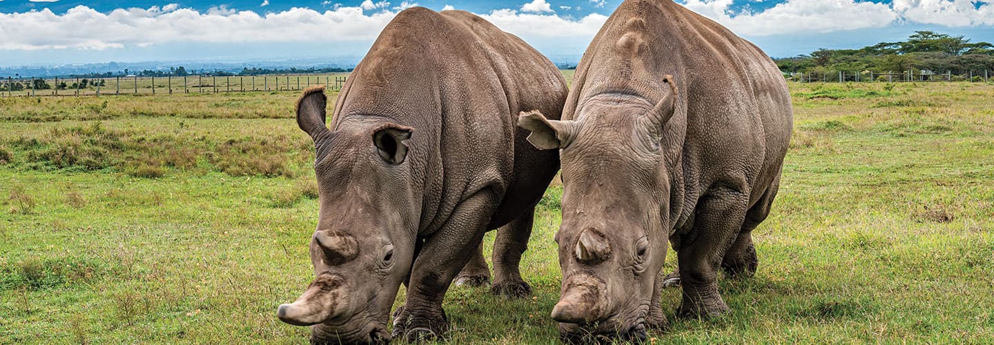 two rhinos standing on a field