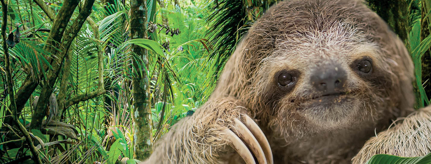 Photo of a sloth with a rainforest in background