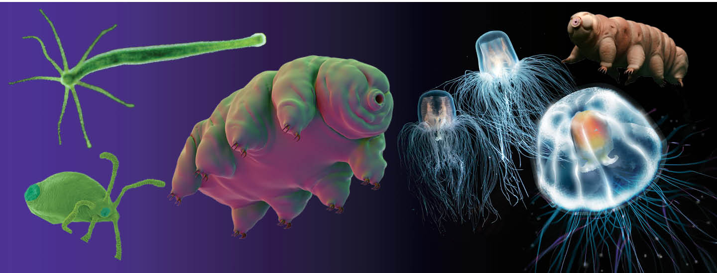 Image of a variety of creatures of all shapes, colors, and sizes