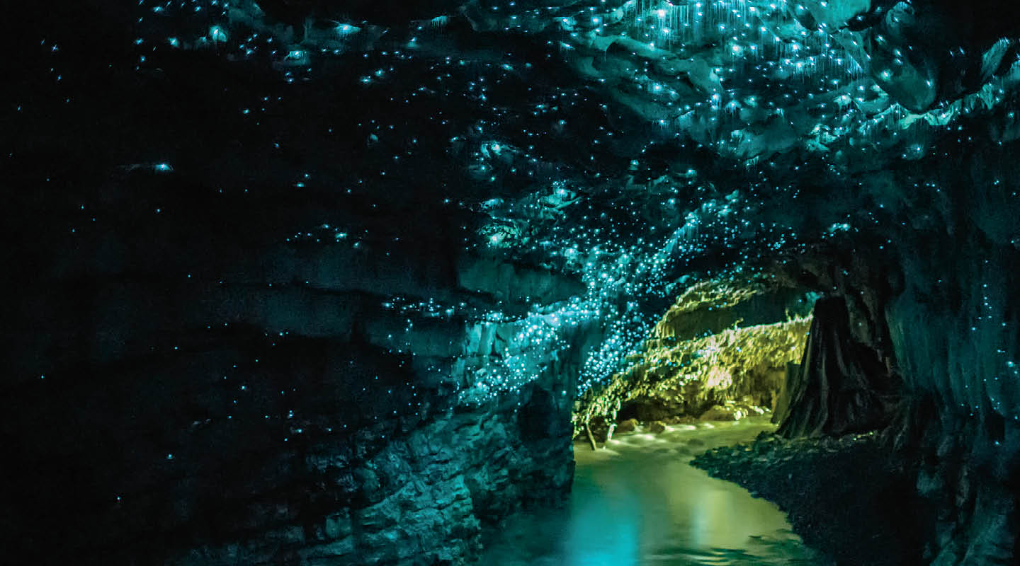 Image of small flourescent creatures glowing in the dark in a cave